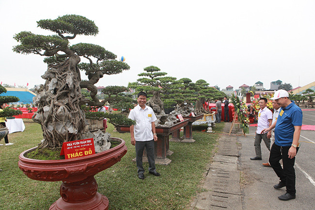 Tại triển lãm Sinh vật cảnh thị xã Sơn Tây (Hà Nội) mở rộng năm 2019, cây sanh cổ “ôm” đá có dáng uốn lượn từ trên xuống dưới như một dòng thác khiến nhiều người tò mò. Giới chơi cây cảnh bình phẩm, người thì cho rằng đây là sanh quê, người nói sanh Nam Điền, người nói sanh lá móng bởi lá của cây sanh này rất đẹp và khác lạ so với những cây sanh bình thường.