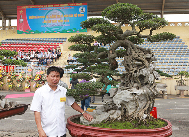 Ông Phan Văn Toàn, chủ nhân của cây sanh (biệt danh Toàn "đô la", ngụ tại TP. Việt Trì, Phú Thọ) cho biết, đây là dòng sanh lá móng. Hiện tại, không có một cây sanh nào lá, dáng đẹp như vậy. Theo chia sẻ của ông Toàn, ông mua cây sanh này ở Huế cách đây hơn 10 năm. Thời điểm đó, giá trị của cây rất cao nhưng không phải có tiền là mua được.