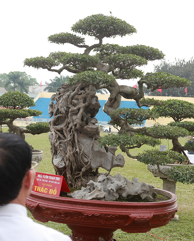 Vị đại gia đất Phú Thọ cho hay, mỗi lần mang tác phẩm đi triển lãm rất mất nhiều công sức, tiền của nhưng ông vẫn mang cây đi để giới chơi cây, người dân được chiêm ngưỡng những tác phẩm quý.
