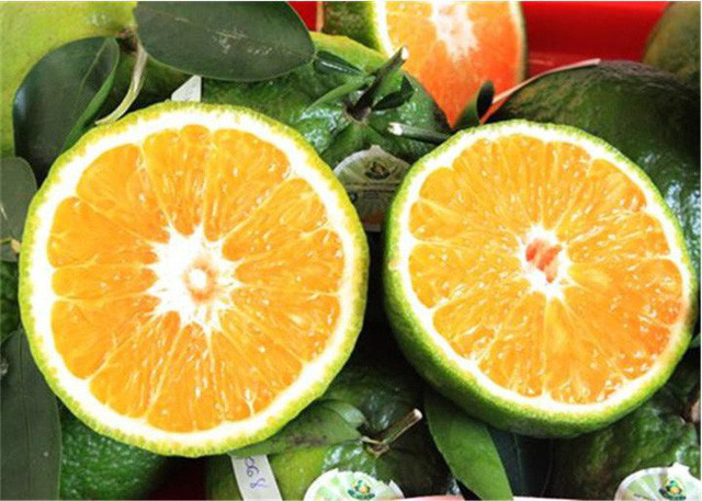 2. Cam không hạt Giống cam mật không hạt này được trồng đầu tiên tại Cần Thơ. Ưu điểm của giống cam mật không hạt này là trái to, mọng nước, vỏ dễ tách, ruột vàng và có mùi thơm, vị ngọt đặc trưng nên rất được ưa chuộng trên thị trường. Tùy theo thời điểm, cam mật không hạt có mức giá dao động từ 20.000-40.000đ/kg.