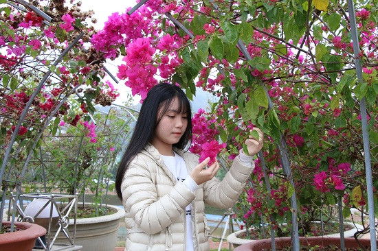 Những thiếu nữ Sơn La cũng tranh thủ dịp này tạo dáng bên những chậu hoa giấy đẹp rực rỡ chụp ảnh kỷ niệm.