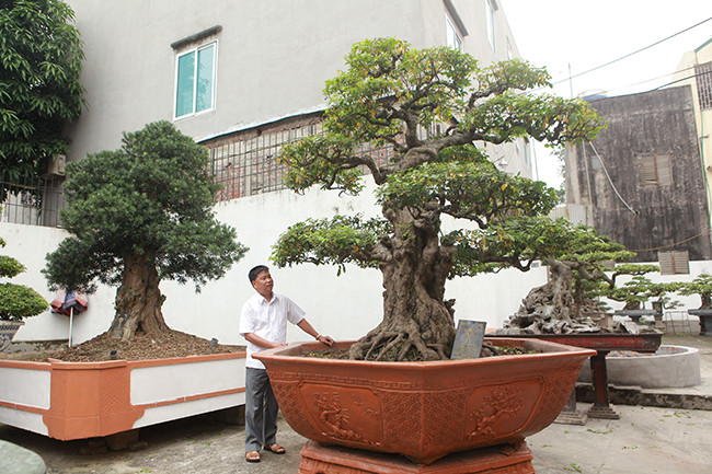 Một cây khế cổ có tuổi đời khoảng 200 năm rong vườn nhà anh Toàn. Cây nổi bật với hình dáng đẹp tự nhiên, hiếm có. Theo anh Toàn, cây khế này vừa được mang đi triển lãm “Sinh vật cảnh” ở Ninh Bình, có người trả giá 11 tỷ đồng nhưng anh chưa đồng ý. Theo chủ nhân của vườn cây, hằng ngày có rất nhiều đoàn khách tới thăm trong đó có nhiều đoàn khách nước ngoài như Mỹ, Pháp, Nhật, Đài Loan… và họ đánh giá đây là vườn cây đa dạng chủng loại, hiếm có trên thế giới.