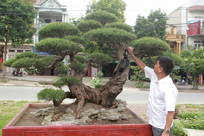Bộ sưu tập tùng, thông của anh Toàn cũng hiếm có khó tìm.