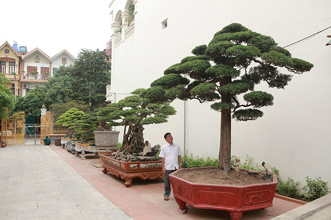 Chủ sở hữu vườn cây cảnh là anh Phan Văn Toàn (TP. Việt Trì, Phú Thọ). Năm 2014, hội Sinh vật cảnh Châu Á bình chọn đây là Vườn cây xuất sắc nhất Đông Nam Á. Năm 2015 vườn cây tiếp tục được các tổ chức trong nước công nhận là vườn cây cảnh di sản đầu tiên tại Việt Nam.