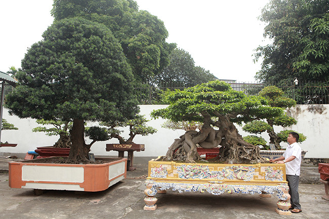 Anh Toàn cho biết, anh bắt đầu chơi cây cách đây khoảng 20 năm. Đến thời điểm này, anh đã bỏ ra khoảng 300 tỷ đồng mua những cây cảnh quý trên khắp đất nước. Vườn cây có khoảng 23 chủng loại, có những cây nghìn năm tuổi, có một số giá trị khoảng 1 triệu đô la. Trong ảnh là cây sanh cổ “Ngọa hổ tàng long” có giá trị 1,4 triệu đô la Mỹ, bên cạnh là cây tùng cổ La Hán 600 tuổi.