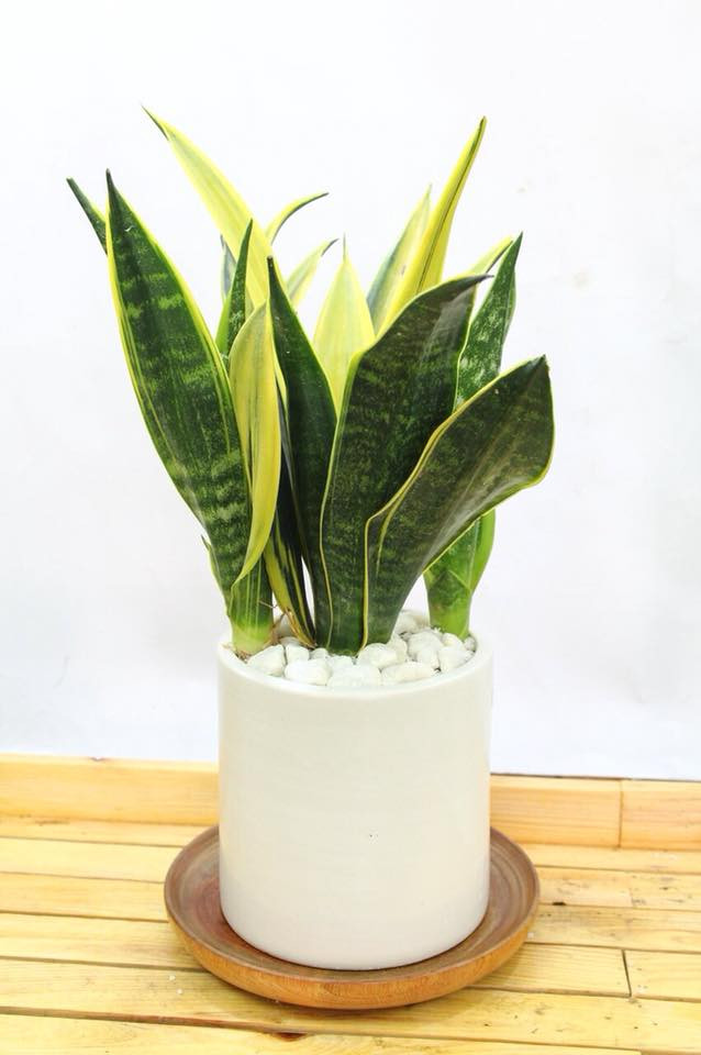 Sen phật đà, cây lưỡi hổ, cây phất dụ, cây ngọc bích,... là những cây có ý nghĩa về sự tài lộc và thịnh vượng. Ngoài ra, những loại cây này còn đem đến cho ngôi nhà nguồn sinh khí tốt dồi dào, gia chủ sẽ gặp nhiều may mắn đến với mình. Tuy nhiên, vị trí của các cây phải được đặt đúng chỗ mới có thể phát huy được hết nguồn năng lượng của cây. Hãy đặt cây ở vị trí hướng cửa đi vào chính diện ngôi nhà. Đây là vị trí thích hợp có nhiều nguồn ánh sáng giúp cây phát huy được hết các sinh khí đưa đến ngôi nhà.