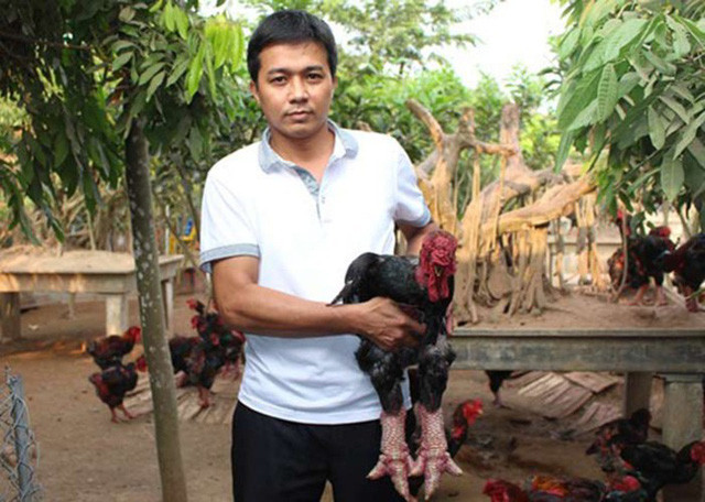 Ông Lê Quang Thắng - Giám đốc HTX Chăn nuôi và Kinh doanh gà Đông Tảo - cho hay, thông tin một con gà Đông Tảo thuần chủng, chân to, xù xì, da đỏ au có mức giá lên đến 50 – 70 triệu đồng là chưa đúng. Trên thực tế, giá một con gà mã đẹp, ngoại hình ấn tượng cũng chỉ khoảng 10 – 15 triệu đồng, ông Thắng thông tin. (Ảnh: KT)