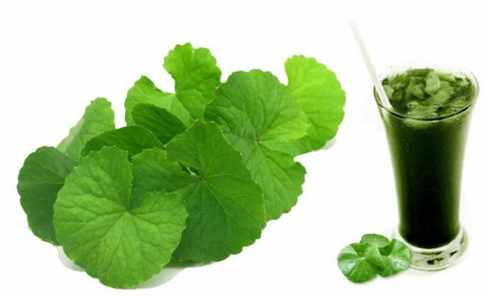 Cầm máu: Rau má có công dụng cầm máu trong các trường hợp như phụ nữ bị băng huyết, chảy máu chân răng, chảy máu cam, thổ huyết, đi tiểu ra máu, đại tiện ra máu vì kiết lỵ.
