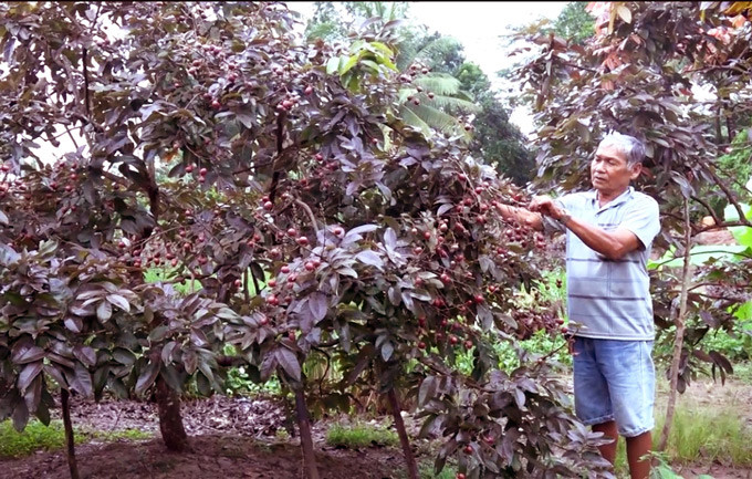 Chủ nhân của giống nhãn tím có một không hai này là ông Trần Văn Huy (ngụ xã Phong Nẫm, huyện Kế Sách, tỉnh Sóc Trăng). Màu sắc bắt mắt cùng mùi vị thơm ngon, loại nhãn tím với màu sắc độc lạ của lão nông này luôn thu hút được sự hiếu kỳ của mọi người xung quanh. Theo ông Huy, vào năm 2004, trong một lần làm vườn ông vô tình phát hiện một nhánh to bằng ngón tay út có lá màu tím trên cây long nhãn. Thấy lạ, lão nông này đã tìm cách nhân giống loại nhãn này và gọi là nhãn tím.