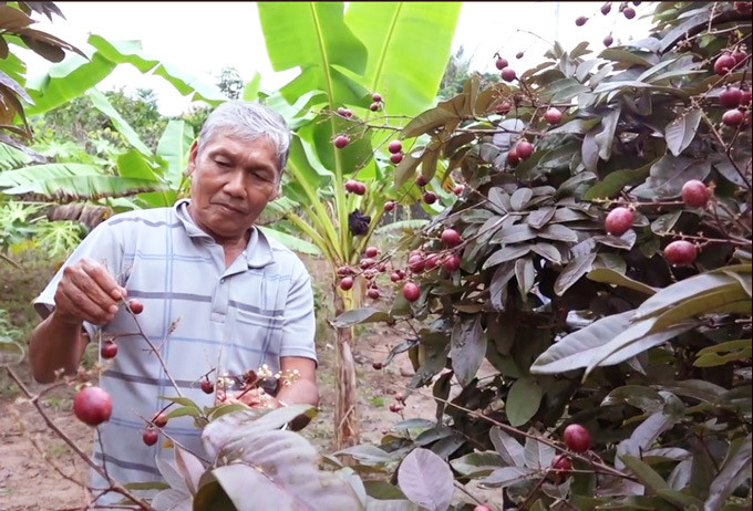 Điều đặc biệt của giống nhãn này là chỉ khi trồng bằng nhánh chiết thì mới cho trái có màu tím, còn khi ghép hoặc trồng bằng hạt thì cây cho trái như bao cây long nhãn khác. Thông thường, nhãn tím chiết nhánh trồng 1 năm sẽ cho trái, khi bông chưa nở sẽ giống như cây long nhãn bình thường, khi nở sẽ có nhụy màu tím. Trái khi nhỏ có màu xanh chỉ có vài chấm tím, khi trái càng lớn dần màu tím lan rộng hết võ. Không chỉ sở hữu màu sắc bắt mắt, nhãn tím thường có trái to hơn, cơm dày và có mùi thơm hơn nhãn thường.