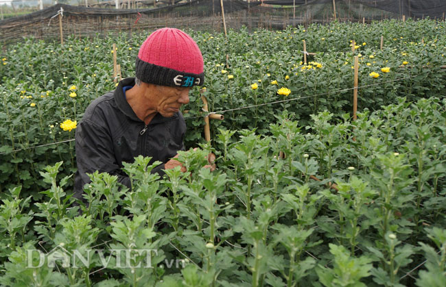 Để có được những bông hoa đẹp phục vụ nhu cầu người tiêu dùng, những người nông dân trồng hoa cũng khá vất vả. Từ khâu làm đất, gieo hạt, tỉa cây non để cấy, tưới tắm, chăm bón và phun thuốc bảo vệ sâu rầy là cả một chuỗi khép kín của quy trình trồng hoa.
