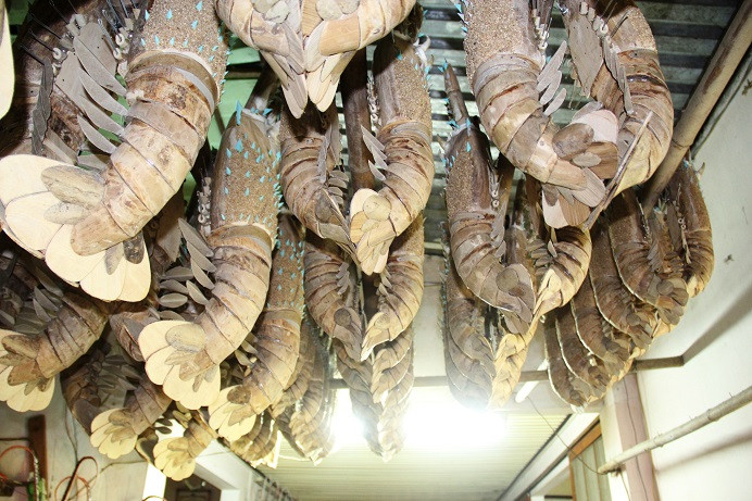 Để tôm tre thực sự có hồn, ngoài bàn tay dẻo dai, tinh tế và óc sáng tạo của nghệ nhân thì nguyên liệu cũng quan trọng không kém. Loại tre chuyên dùng để sản xuất tôm phải được ngâm 6 tháng dưới bùn, sau đó vớt lên và phơi thật khô. Trải qua nhiều công đoạn phơi, sấy và được xông chống mối mọt… Nhờ vậy, tôm tre của ông Châu có tuổi thọ rất cao.
