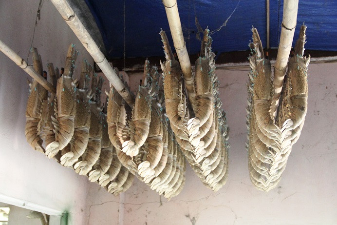 Bước vào căn nhà, hàng chục con tôm bằng tre giống như thật với đủ kích cỡ đang bu bám trên mảng tường trong căn nhà.