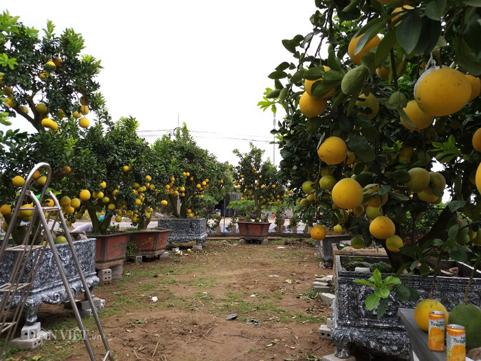 Còn hơn 1 tháng nữa mới đến Tết Nguyên đán nhưng đến thời điểm này nhà vườn bưởi, quất cảnh của anh Hoàng Chính ở Văn Giang đã bắt đầu tấp nập khách đến thăm, mua hàng. Anh Chính cho biết, năm nay ngoài sản phẩm cây chưng Tết mini truyền thống, nhà vườn của anh còn làm thêm nhiều cây bưởi cổ thụ và mặt hàng trâu ghép quất (tượng trâu gốm ghép quất, ý nghĩa thể hiện sức khỏe dẻo dai, bền bỉ cho gia chủ trong năm mới).