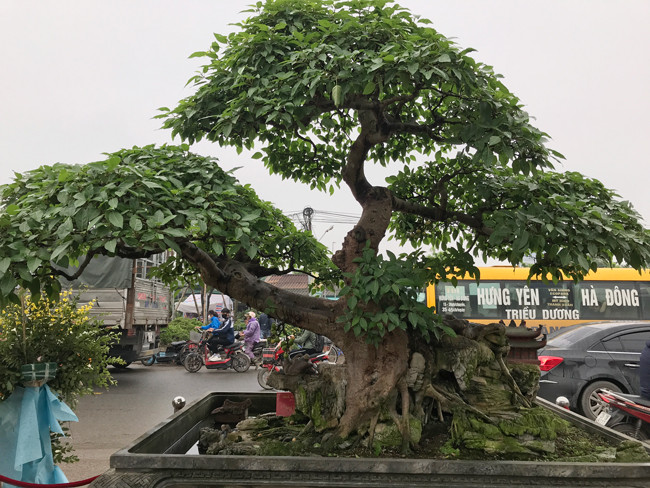 Cây sung có giá hàng tỷ đồng là một trong những tác phẩm của vị đại gia này. Ông từng đem tác phẩm này đi một số triển lãm và thu hút sự quan tâm của nhiều người.
