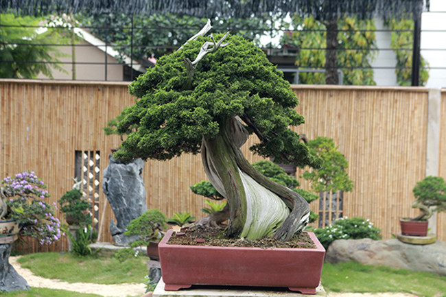 Anh Phong không tiết lộ về giá trị của cây duyên tùng 700 năm tuổi khi về đến Việt Nam nhưng theo những người trong nghề cho biết, cây này nếu bán ra không dưới 3 tỷ đồng. "Tôi hy vọng vườn cây Nhật Bản là nơi giao lưu, chia sẻ kỹ thuật chăm sóc bonsai Nhật Bản ở Việt Nam" anh Phong nói.