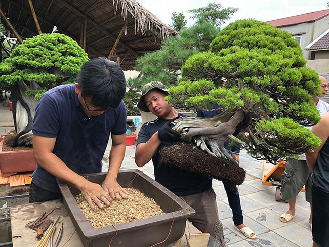 Những cây duyên tùng thuộc dòng lá kim và rất đắt, không phải có tiền là mua được. Những năm gần đây, những người có tiền, thích nghệ thuật bonsai Nhật thường tìm mua duyên tùng về chơi bởi cây không quá lớn, rất thích hợp đặt trong biệt thự, khuôn viên vườn nhỏ… Cây được trồng trong chậu và thường được đặt trên một tảng đá, tảng đá phải phù hợp với kích cỡ của cây.