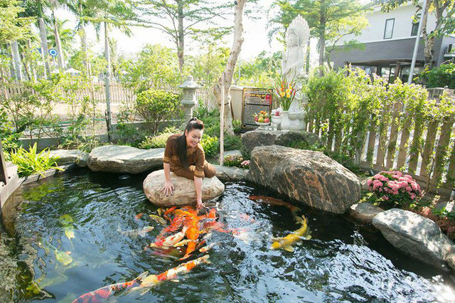 Đàn cá Koi bơi lội tung tăng trong khung cảnh bình yên.