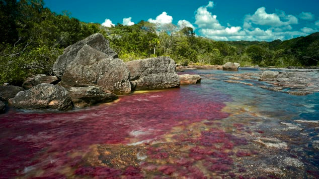 6. Cano Cristales, Colombia Cano Cristales là một con sông cạnh dãy núi Serrania de la Macarena và là một nhánh của sông Guayabero. Con sông thường được gọi là "Dòng sông năm màu" hay "Cầu vồng lỏng" bởi màu sắc rực rỡ của nó. Trong khoảng thời gian ngắn giao giữa mùa khô và mùa mưa của Colombia, dòng sông Cano Cristales trở thành nơi diễn ra một cuộc nổi loạn giữa màu đỏ, vàng và xanh lục. Sự xuất hiện màu sắc sôi động này là do hoạt động của Macarenia clavigera, một loại cây được tìm thấy dưới lòng sông. Loài cây này chỉ chuyển sang màu đỏ giữa tháng 9 và tháng 11, tức là sau khi dòng nước chảy xiết của mùa mưa giảm và trước khi mùa khô tới khiến hơi nước bốc lên đủ nhiều để nó có được vẻ sặc sỡ này. Khách du lịch được phép bơi ở một số khu vực nhất định, nhưng không được bôi kem chống nắng để bảo vệ hệ sinh thái mỏng manh.