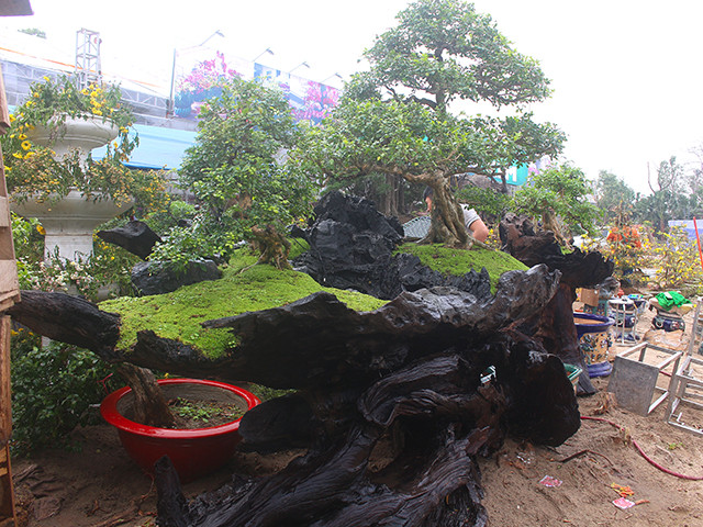 Bộ sản phẩm này được mang ra từ Nha Trang do anh Lê Tiến Thịnh và anh Mai Đình Dũng dày công chăm sóc. Anh Mai Đình Dũng (người trực tiếp quản lý những chậu cây tại Hà Nội) cho biết: “Những chậu cây này được chở bằng container từ Nha Trang, ở Hà Nội có tổng cộng 7 chậu và ở Nha Trang có 1 chậu đang triển lãm.