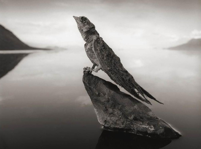 Trong bộ sưu tập của Nick Brandt, cơ thể xác động vật dưới hồ trong tình trạng cứng như đá và được bao phủ bởi lớp muối. Khoảnh khắc ám ảnh về cái chết của hàng nghìn sinh vật thực hiện bởi nhà nhiếp ảnh đã được tổng hợp trong cuốn sách Across the Ravaged Land (tạm dịch: Băng qua vùng đất chết chóc). Ảnh: NBC News.