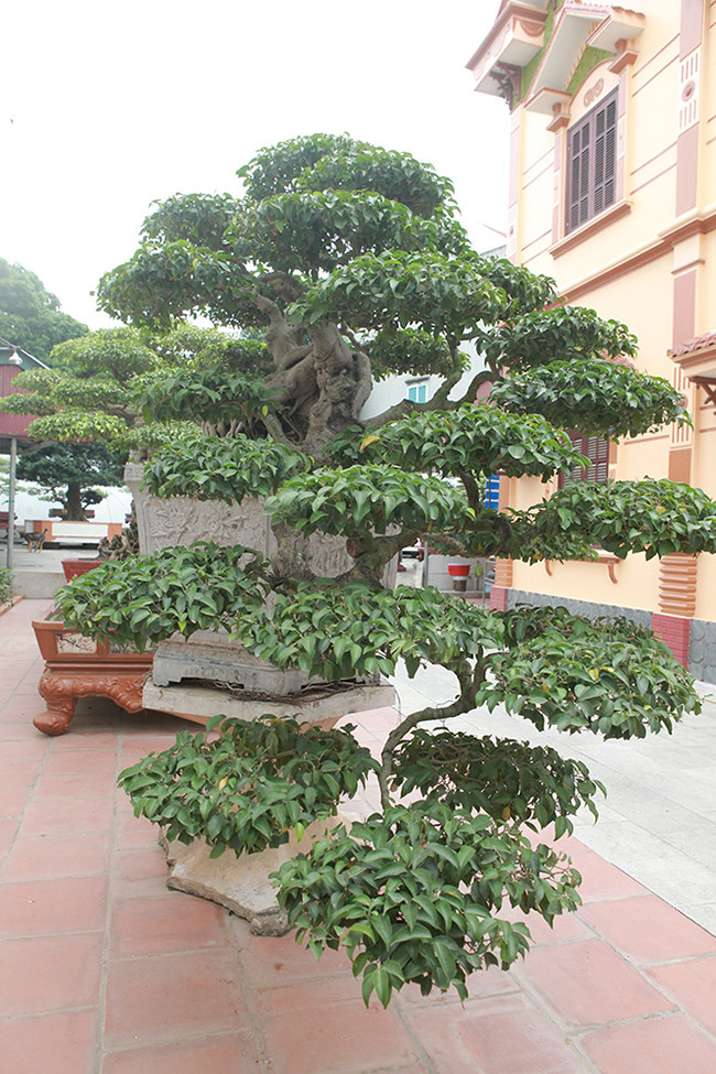 Cây sanh nếu mọc thẳng lên thì phát triển rất nhanh và dễ uốn nắn nhưng nếu cây “mọc ngược” thì rất khó làm, cây phát triển chậm. Phải trải qua một thời gian rất lâu cây mới được kích thước như vậy. Bông tán từ gốc tới ngọn rất hài hòa, xuôi như dòng suối xuống phía dưới.