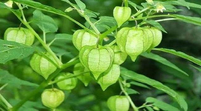 Quả tầm bóp ở Việt Nam chỉ là quả dại, nhưng cũng giống như “đồng hương” lá tía tô, mặt hàng này đã đội giá lên gấp nhiều lần khi sang tới Nhật Bản. 1kg tầm bóp có giá bán khoảng 700.000 đồng.