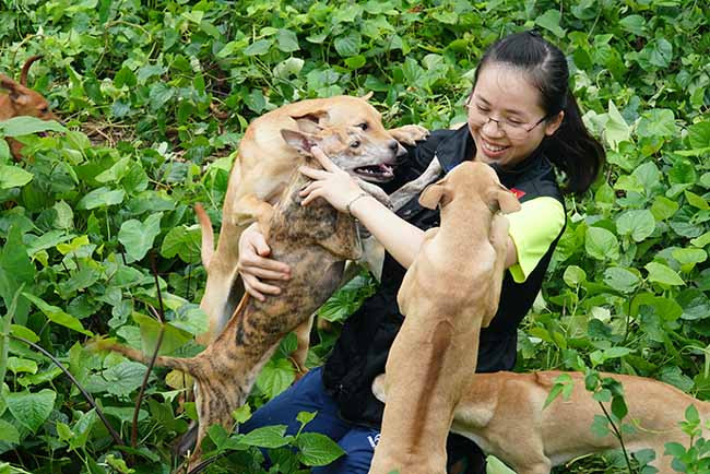 Trước đó 10 năm. Đem những am hiểu và ước mơ của mình về loài "Khuyển vương" của Việt Nam tâm sự với người thân và nhận được sự ủng hộ, chị Hà quyết định gây dựng một trang trại chó Phú Quốc tại Hà Nội.