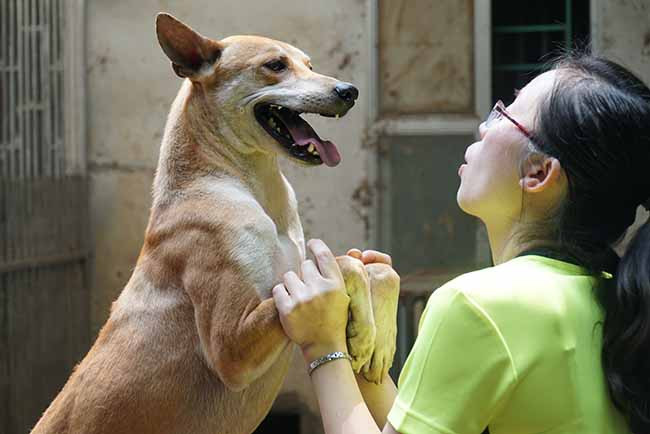 Thêm nữa, chúng sống rất sạch sẽ, tình cảm, hiền hòa với con người và gắn bó với cuộc sống của người dân trên đảo nên các "Khuyển vương" rất hiểu ý chủ nuôi.