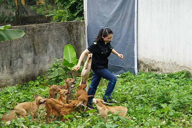 Để bắt đầu xây dựng trang trại, chị Hà cũng phải chuẩn bị rất nhiều công đoạn, phải học hỏi, tìm hiểu về các quy trình thực hiện trong trại. Theo chị đây là khâu quyết định thành bại của việc nuôi chó.