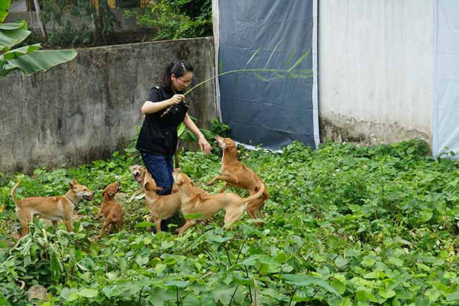 Ngoài là một dược sĩ, chị Lê Thị Hà (SN 1988) còn sở hữu một trang trại nuôi chó Phú Quốc khoảng 100 cá thể tại ngoại thành Hà Nội có giá trị lên đến hơn tỷ đồng.