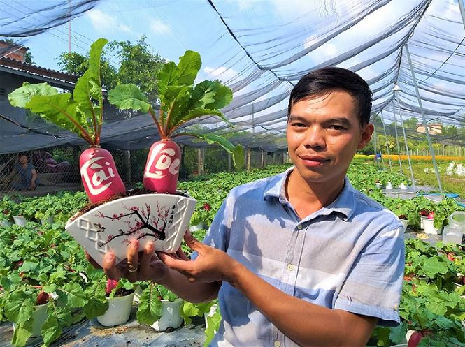 Chủ nhân của vườn củ cải độc nhất vô nhị nói trên là của anh Nguyễn Tuấn Tú (33 tuổi, ngụ huyện Chợ Lách, tỉnh Bến Tre). Vốn xuất thân tại thủ phủ hoa kiểng Cái Mơn nên anh Tú luôn khao khát tìm được những loại kiểng độc lạ vừa làm phong phú thêm xứ kiểng quê mình, vừa tránh dội hàng ế chợ. “Khi đang ngồi uống trà với người em, rồi 2 thằng bàn với nhau tìm cái gì nó lạ để đưa ra thị trường dễ bán một chút. Vô tình tôi phát hiện giống của cải này xuất xứ ở Nga củ to, có màu đỏ, lá xanh rất đẹp, mà người dân của mình vào dịp cuối năm rất chuộng màu đỏ nên tôi nghĩ loại củ này sẽ thích hợp bán Tết. Từ cái ý tưởng vậy cái mình mạnh dạn mình làm đại, cũng không biết có bán được không?” – anh Tú chia sẻ.