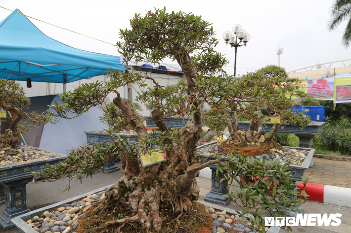 Tại triển lãm sinh vật cảnh chào xuân Kỷ Hợi được tổ chức tại SVĐ Mỹ Đình (Hà Nội), dàn cây đỗ quyên cổ thụ của ông Lê Văn Minh (Sa Pa, Lào Cai) gây chú ý nhờ hình dáng độc lạ. Nổi bật trong số đó là cây đỗ quyên trên 400 năm tuổi được ông mua từ Lào.