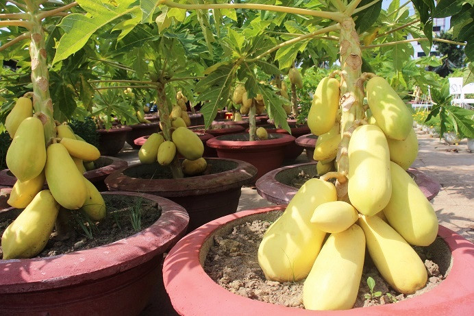 Theo người bán này, khác với cây đu đủ được trồng ngoài đất, cây đu đủ cảnh do trồng trong chậu nên rất khó chăm sóc và cần thời gian rất lâu mới có thể cho trái.