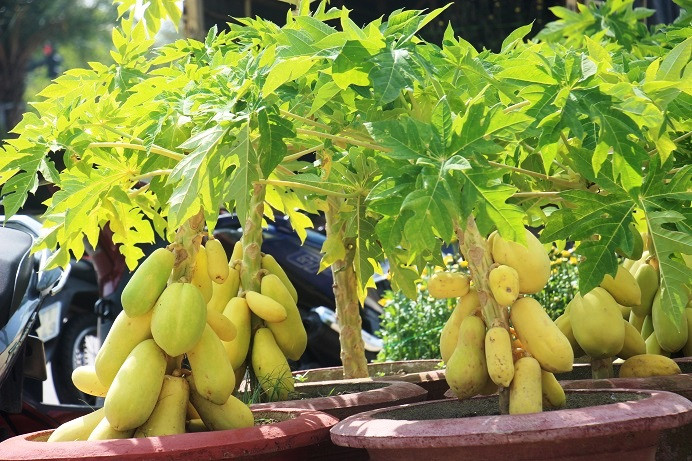 Tại gian hàng chợ hoa xuân ở TP.Quy Nhơn (Bình Định) xuất hiện những gốc đu đủ kiểng, có màu vàng óng trông khá lạ mắt.