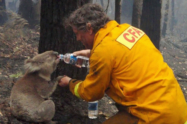 Một người lính cứu hỏa cho một chú gấu koala uống nước sau vụ cháy rừng ở Victoria, Australia năm 2009.