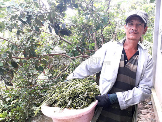 Hiện, trong chương trình OCOP, rau móp đã được huyện Củ Chi xây dựng thương hiệu và thành lập tổ hợp tác để phát triển sản xuất.