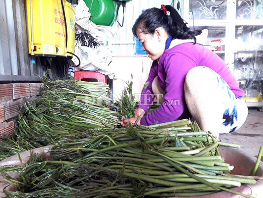 Rau móp sau khi hái về sẽ được sơ chế, đóng bao chờ thương lái đến lấy.