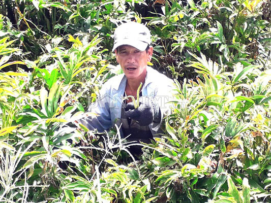 Không chỉ người trồng rau móp đổi đời, người hái rau móp thuê cũng kiếm được vài trăm ngàn đồng mỗi ngày. Lể với phóng viên DANVIET.VN, ông Võ Văn Vũ - một người hái rau móp thuê cho biết, với công hái 8.000 đồng/kg, thì chỉ cần hái nửa ngày, ông cũng "bỏ túi" được 300.000-400.000 đồng.