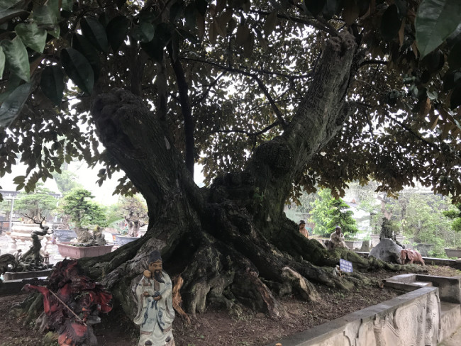 Tuy nhiên, nhiều người đến vườn cây cảnh của ông tham quan đều trầm trồ và tỏ ra thích thú với tác phẩm này. Cây có gốc rất to, phải 2 người ôm mới hết. Toàn bộ gốc và rễ cây đều sần sùi, rêu phong bám đầy theo năm tháng.