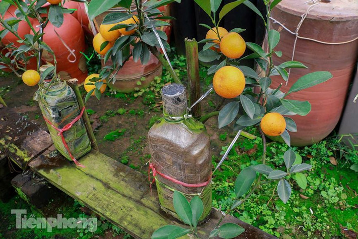 Việc đổ đất vào chai cũng phải được tính toán kỹ, vừa đủ để đứng vững và độc đáo. Sau một năm, quất mọc trong chai vừa trĩu quá, đúng dịp Tết cận kề.