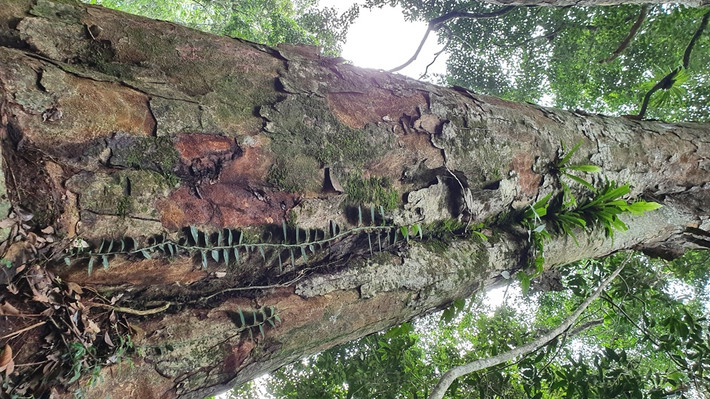 Thông thường cây càng to, càng cao, phần ngọn càng dễ gẫy, dễ cụt ngọn. Nhưng "cụ" nghiến này không bị cụt ngọn, rất hiếm có cây nào được giống như cây này.