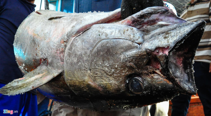 Theo ngư dân địa phương, trong số 11 chuyến biển hàng năm, họ từng câu được con cá ngừ đại dương vây vàng lên đến 130 kg. Thỉnh thoảng một số ngư dân làng chài cũng câu được cá ngừ vây xanh 200 đến 300 kg.