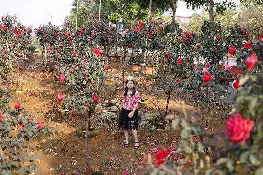 Anh Khương chủ yếu bán cây hồng thân gỗ qua mạng xã hội. Nhiều khách hàng từ các tỉnh, thành phố như: Hà Nội, Nam Định, Thái Bình, Bình Dương, Sài Gòn... mua cây hồng của anh về chơi. Đến thời điểm này, anh Khương đã bán được khoảng 60 cây cho khách, thu hàng trăm triệu đồng.