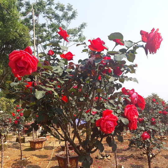 Vì giá giống hồng nhập từ Trung Quốc khá đắt nên lúc đầu, anh Khương chỉ dám mua vài cây về trồng, chăm sóc. Một thời gian sau, mấy cây hồng sinh trưởng, phát triển tốt, anh mới tự tin sang Trung Quốc mua 200 cây hồng thân gỗ về trồng. "Khi mới nhập giống về, tôi phải chăm sóc rất cẩn thận, che chắn các kiểu. Tôi đặc biệt quan tâm tới việc chăm sóc bộ rễ của chúng. Tôi lấy đất thịt tơi xốp và sử dụng phân bón cao cấp để dâm ủ toàn bộ cây giống mua về. Ngày nắng, tôi tưới 2 lần cho vườn hồng. Vì mua cây đã cho hoa rồi về trồng, chăm sóc nên chỉ một thời gian ngắn, toàn bộ số cây mà tôi nhập về đã ra hoa, trước niềm vui mừng của các thành viên trong gia đình" - anh Khương vui vẻ nói.