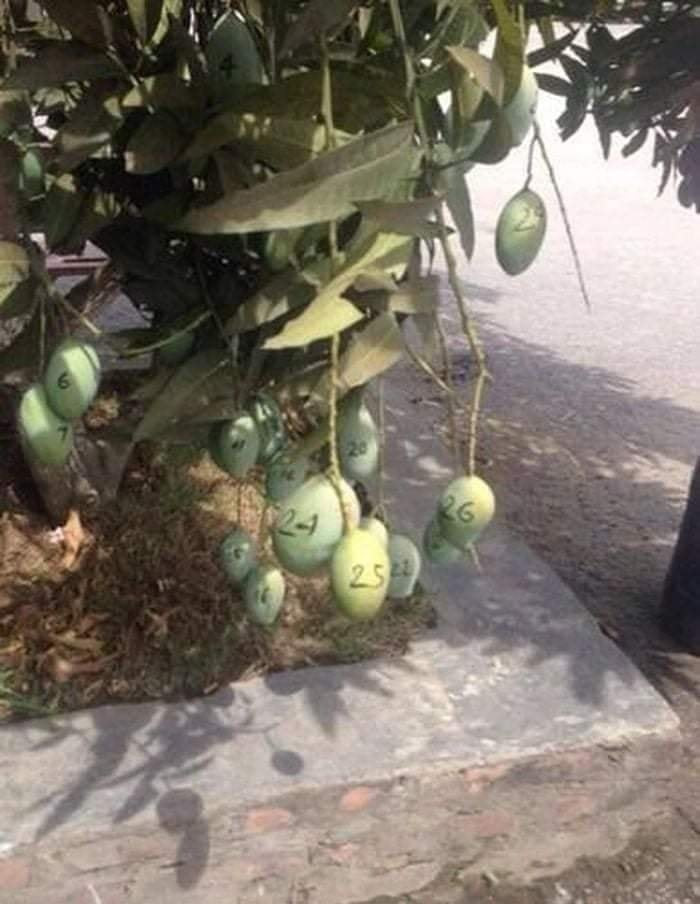 Đánh số quả cũng là điều mà nhiều người lựa chọn để bảo vệ hoa trái thành quả của mình.