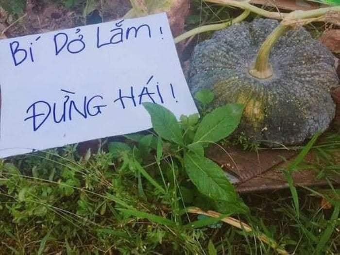 Mọi người cũng được nhiều trận cười bể bụng khi chứng kiến những ý tưởng hài hước của các bác nông dân.