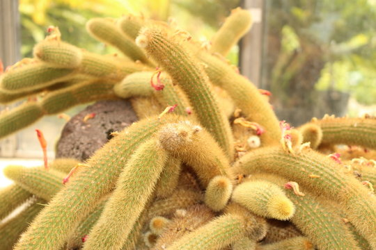 Thân cây được bao phủ bởi lớp lông vàng ngắn, tạo nên vẻ ngoài giống như đuôi chồn. Đây chính là lý do loài cây này được gọi là xương rồng đuôi chồn hay "cáo chín đuôi". (ảnh:Adobe Stock)