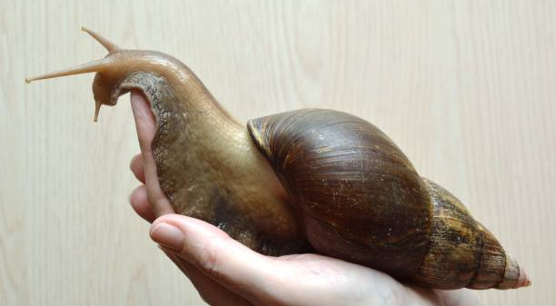 Chúng có thể di chuyển với tốc độ “chóng mặt” khoảng 1,3 cm mỗi giây. Chất nhớt mà ốc sên tiết ra không chỉ giúp chúng di chuyển dễ dàng mà còn có thể ăn được và có tiềm năng trong việc điều trị bệnh loét dạ dày.(Ảnh: iStock)