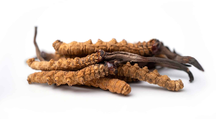 Đông trùng hạ thảo (tên khoa học: Ocordyceps Sinensis) là một loại dược liệu quý hiếm, được sử dụng trong y học cổ truyền Trung Quốc từ hàng trăm năm nay. Được mệnh danh là “tiên dược”, đông trùng hạ thảo không chỉ nổi tiếng với khả năng bồi bổ sức khỏe mà còn có nhiều tác dụng chữa bệnh đáng kinh ngạc. (Ảnh: Naturmed Scientific)